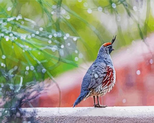 Gambel's quail paint by number