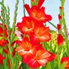 Gladiolus Guinea paint by number