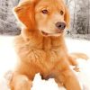 Golden Retriever Dog paint by numbers