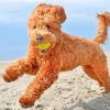 Goldendoodle Playing paint by numbers