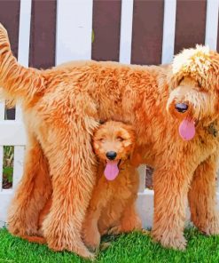 Goldendoodles Dogs paint by numbers