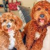 Goldendoodle Puppies paint by numbers