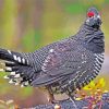 Grouse Bird Animal paint by numbers