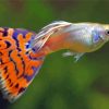 Colorful Guppy Fish paint by numbers