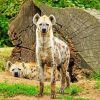 Hyenas paint by numbers