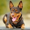 Kelpie Dog paint by numbers