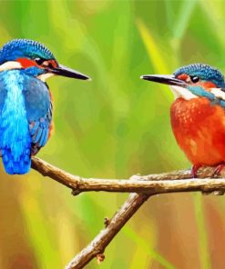 Kingfishers Birds paint by numbers