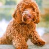 Labradoodle paint by numbers