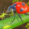 Ladybeetle Eating paint by numbers