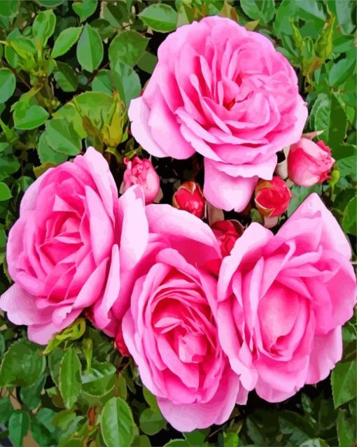 Light Pink Floribunda paint by numbers