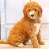 Mini Goldendoodle paint by numbers