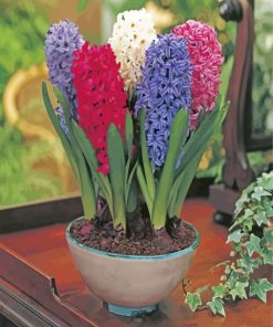 Mixed Hyacinth Bullbs paint by numbers