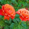 Orange Floribunda paint by numbers