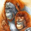 Orangutan Couple paint by numbers