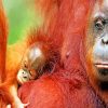 Orangutan Monkeys paint by numbers