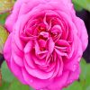 Pink Floribunda paint by numbers