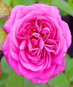 Pink Floribunda paint by numbers