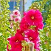 pink-hollyhocks paint by numbers