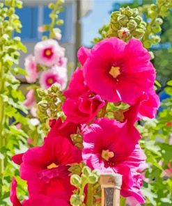 pink-hollyhocks paint by numbers