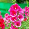 Pink Hollyhocks paint by numbers