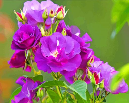 Purple Floribunda Flowers paint by number