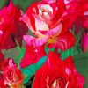 Red Floribunda paint by numbers