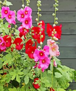 Red And Pink Hollyhocks Flowers paint by numbers