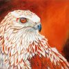 Red Tailed Hawk Bird paint by numbers