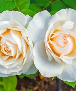 White Floribunda paint by numbers