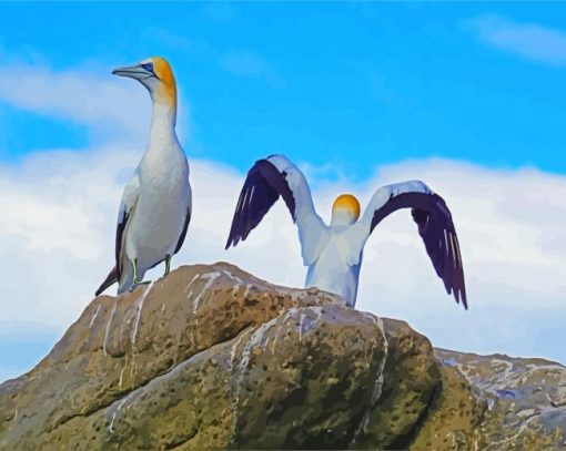 White Gannets paint by numbers