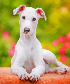 Cute White Greyhound Puppy paint by numbers