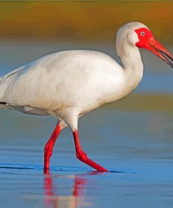 White Ibis In The Water paint by numbers