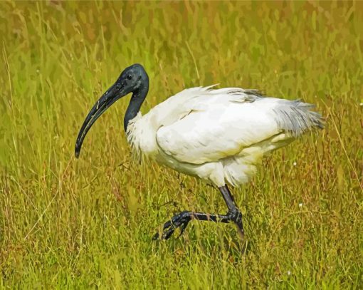 White Ibis paint by numbers