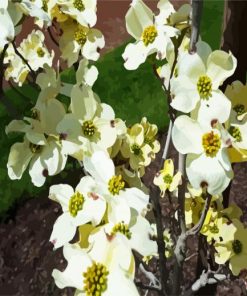 White Dogwood paint by numbers