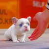 White Frenchie paint by numbers