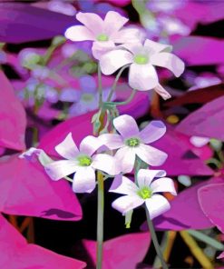 White Oxalis Flowers paint by numbers