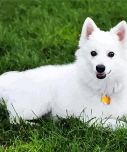 American Eskimo Dog Animal paint by numbers