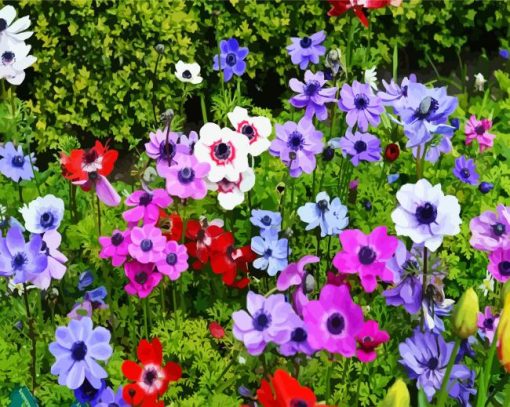 Anemones Flowers paint by numbers