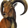 Aoudad Art paint by number