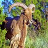 Aoudad Barbary sheep Animal paint by number