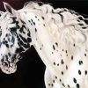 Appaloosa Horse Head paint by numbers