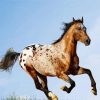 Appaloosa Horse Running paint by numbers