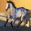 Appaloosa Horse paint by numbers