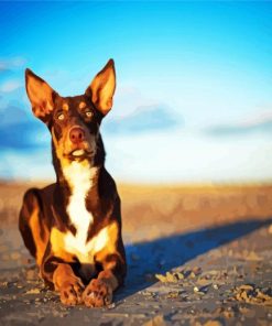 Australian Kelpie Dog Animal paint by number