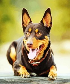 Australian Kelpie paint by number