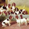 Basset Hound Puppies paint by numbers