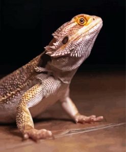 Bearded Dragon Lizard paint by number