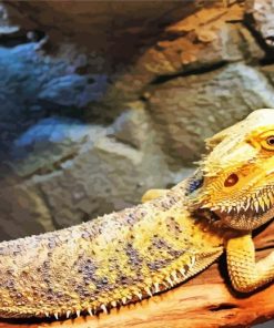 Bearded Dragon Lizard Reptiles paint by number