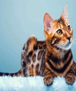 Bengal Cat Animal paint by number