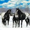 Black Appaloosa Family paint by numbers